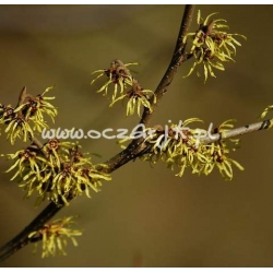 krzewy Oczar omszony K34