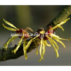 krzewy Oczar omszony K34