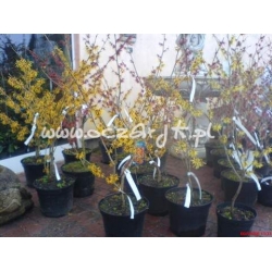 krzewy Oczar omszony K34