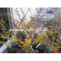 krzewy Oczar omszony K34