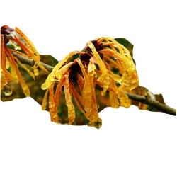 krzewy Oczar pośredni Aphrodite K164