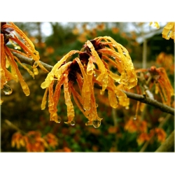 krzewy Oczar pośredni Aphrodite K164