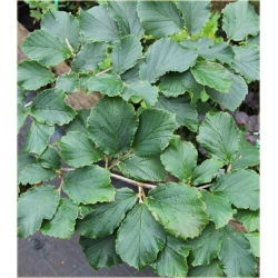 krzewy Oczar pośredni Aphrodite K164