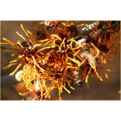 krzewy Oczar pośredni Aphrodite K164