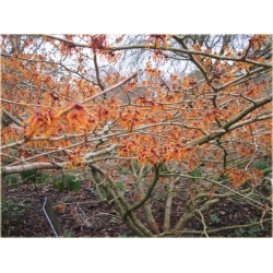 krzewy Oczar pośredni Aphrodite K164