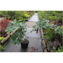 krzewy Oczar pośredni Aphrodite K164