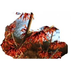 krzewy Oczar pośredni Diana K165