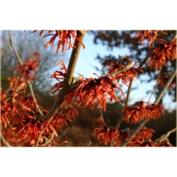 krzewy Oczar pośredni Diana K165