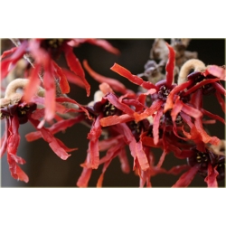 krzewy Oczar pośredni Diana K165