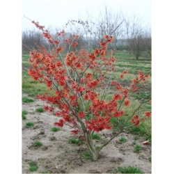 krzewy Oczar pośredni Diana K165