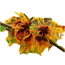 krzewy Oczar skupiony Orange beauty K69