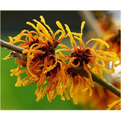 krzewy Oczar skupiony Orange beauty K69