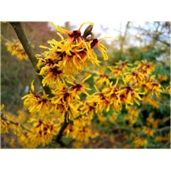 krzewy Oczar skupiony Orange beauty K69