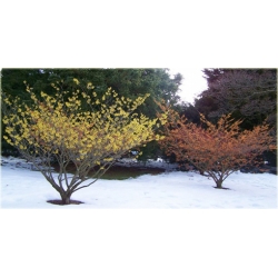 krzewy Oczar skupiony Orange beauty K69