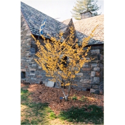 krzewy Oczar skupiony Orange beauty K69