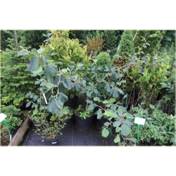 krzewy Oczar skupiony Orange beauty K69