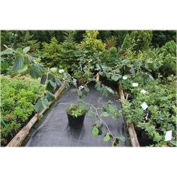 krzewy Oczar skupiony Orange beauty K69