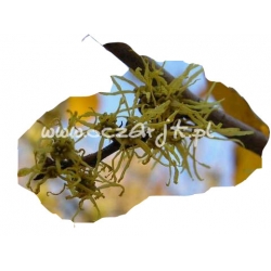 krzewy Oczar wirginijski K33