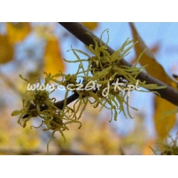 krzewy Oczar wirginijski K33