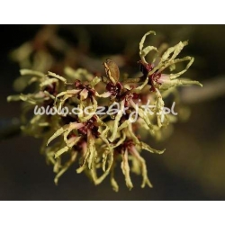 krzewy Oczar wirginijski K33