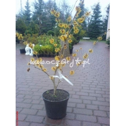 krzewy Oczar wirginijski K33