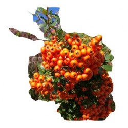 krzewy Ognik Orange Glow K58