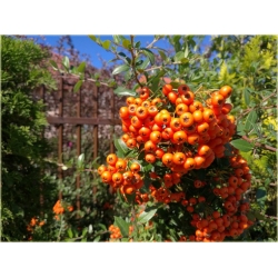 krzewy Ognik Orange Glow K58