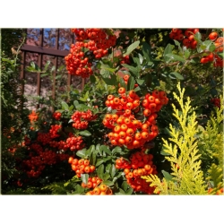 krzewy Ognik Orange Glow K58