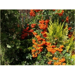 krzewy Ognik Orange Glow K58