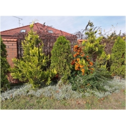 krzewy Ognik Orange Glow K58