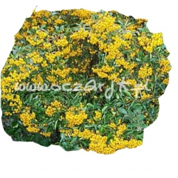 krzewy Ognik Soleil dOr żółty K59