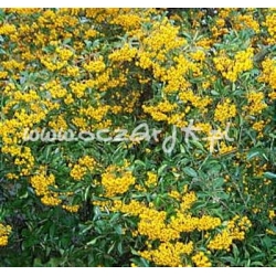 krzewy Ognik Soleil dOr żółty K59