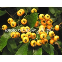 krzewy Ognik Soleil dOr żółty K59