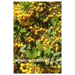 krzewy Ognik Soleil dOr żółty K59