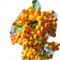 krzewy Ognik szkarłatny Golden K112