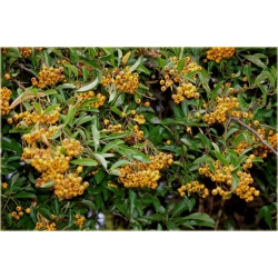 krzewy Ognik szkarłatny Golden K112