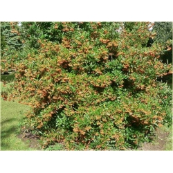 krzewy Ognik szkarłatny Golden K112