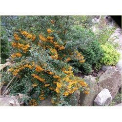 krzewy Ognik szkarłatny Golden K112