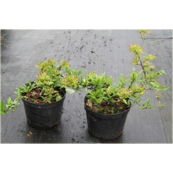 krzewy Ognik szkarłatny Golden K112