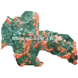 krzewy Ognik szkarłatny Kuntayi K21