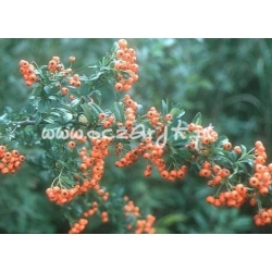 krzewy Ognik szkarłatny Kuntayi K21