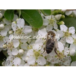 krzewy Ognik szkarłatny Kuntayi K21