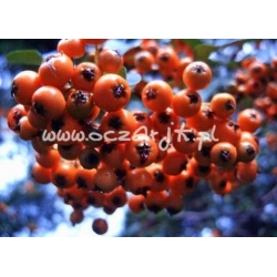 krzewy Ognik szkarłatny Kuntayi K21