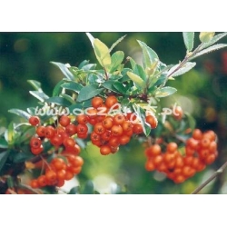 krzewy Ognik szkarłatny Kuntayi K21