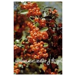 krzewy Ognik szkarłatny Kuntayi K21