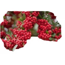 krzewy Ognik szkarłatny Red Column K20