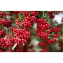 krzewy Ognik szkarłatny Red Column K20