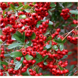 krzewy Ognik szkarłatny Red Column K20