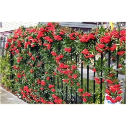 krzewy Ognik szkarłatny Red Column K20