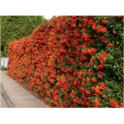 krzewy Ognik szkarłatny Red Column K20